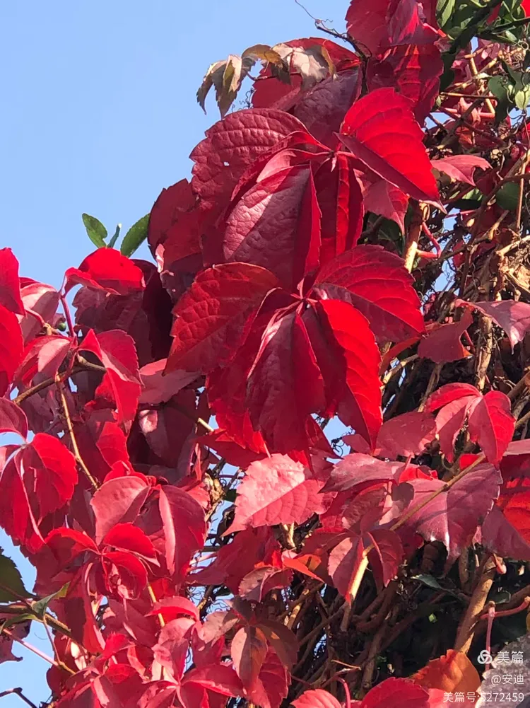 立冬前夕的爬山虎